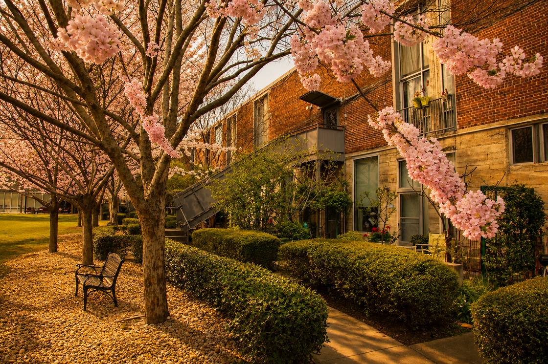 Brick loft residences with balconies beneath flowering trees